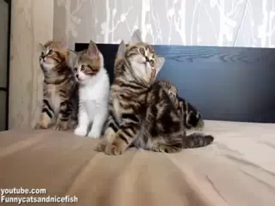 Funny Cats Choir ( Dancing Chorus Line Of Kittens )