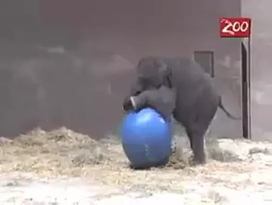 Baby_Elephant_Trying_To_Ride_A_Giant_Ball_-_How_Cute(whatsappvideo.net)