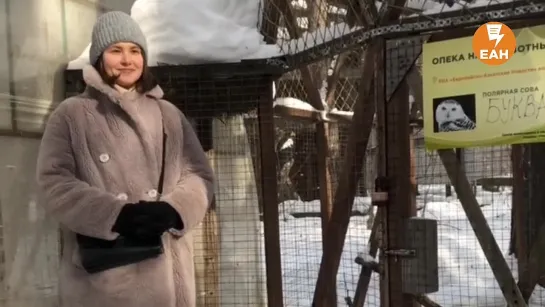 Знакомство с полярной совой Буквой в питомнике «Холзан»