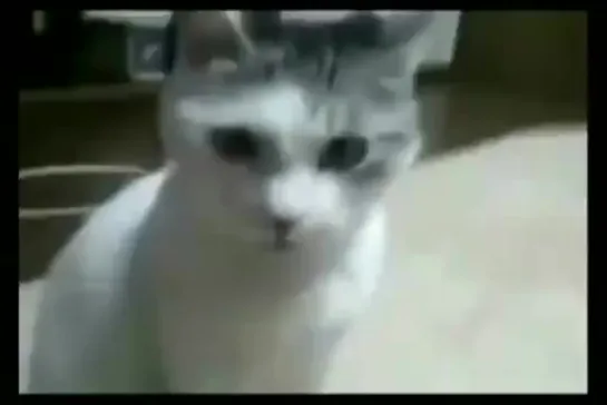 ZOMG Cat reacts to Buemi_s crash