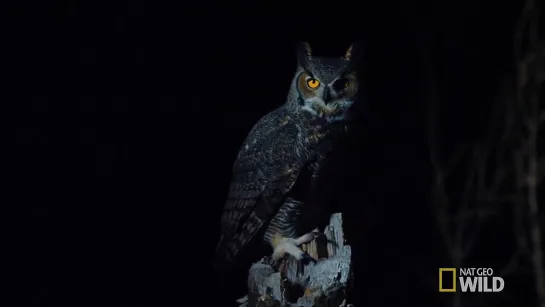 Great Horned Owl on the Hunt - Nat Geo Wild