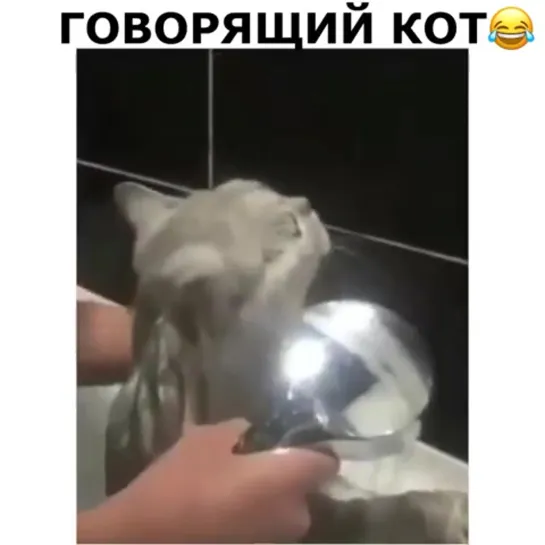 Говорящий кот