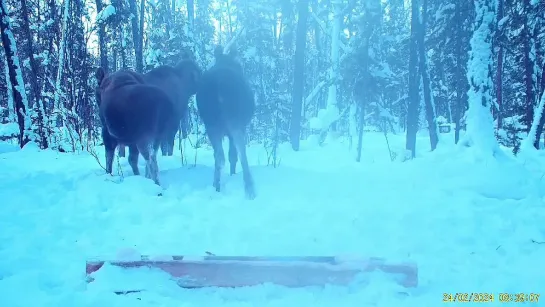 Видео от yakutsk_news