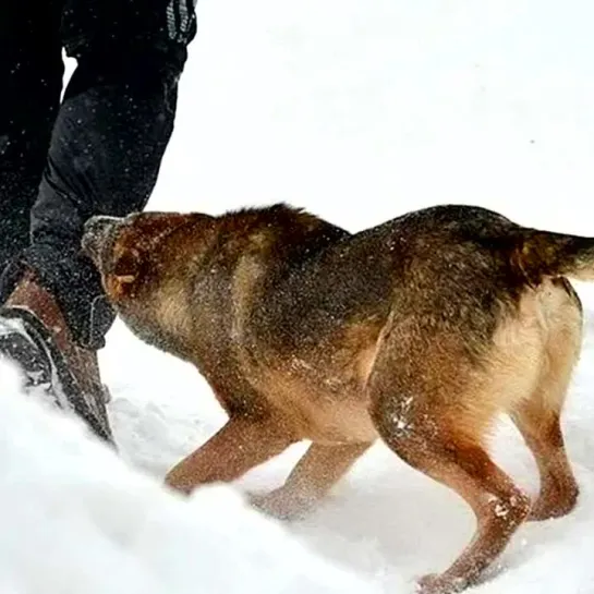 Видео от • ШКОДНИЦА • Смех сквозь слёзы