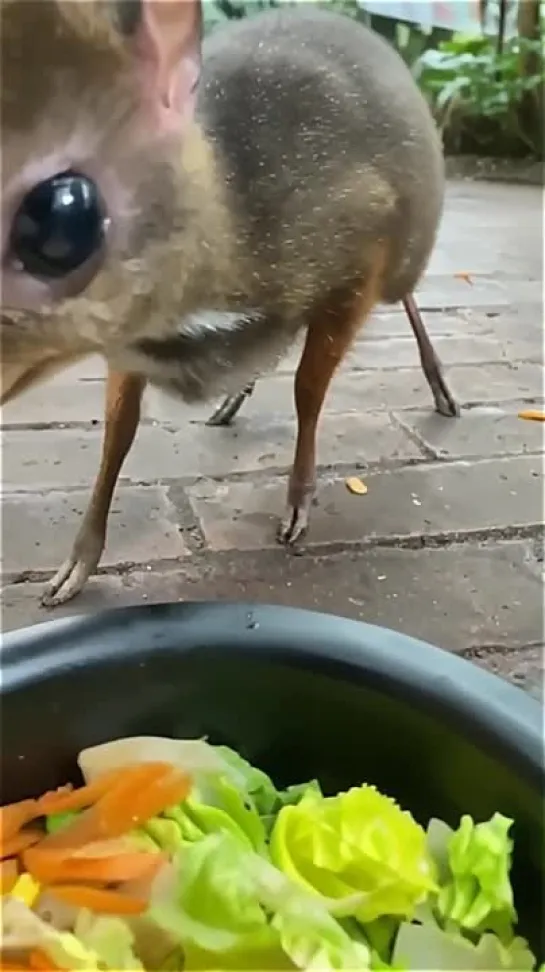 Возможно Оленёк малый (Tragulus javanicus). Но это не точно)))