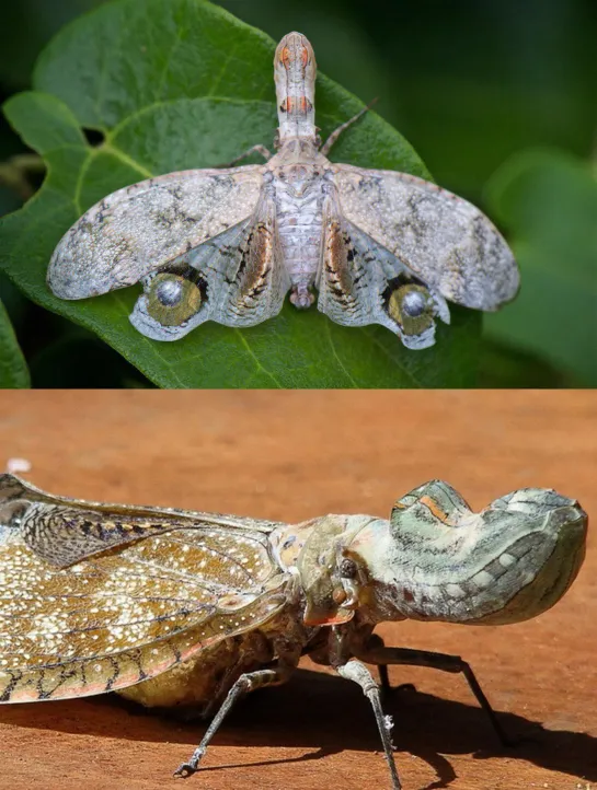 Когда бабочка сходила налево к крокодилу... 🦋🦖 😲 😃 😀