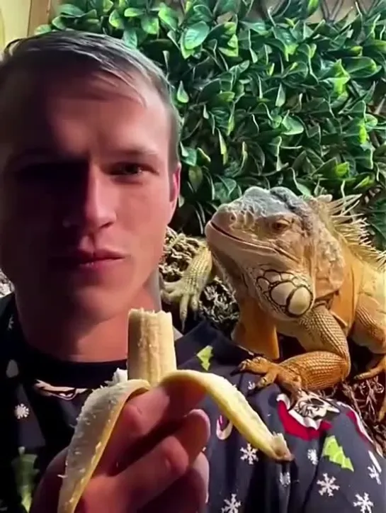 Царевна лягушка уже не та😅Игуана выпросила банан🦎🍌....