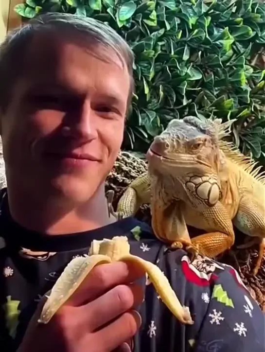 Царевна лягушка уже не та😅Игуана выпросила банан🦎🍌...