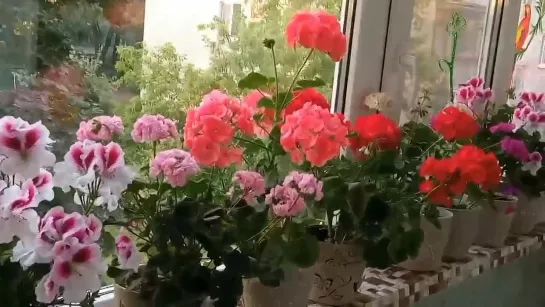 Мои цветики🌸🌼🌻