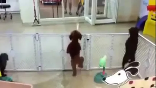 Small poodle dancing. :)