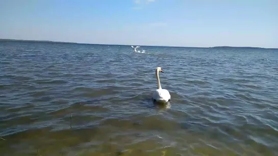 Видео от Андрея Коваленко