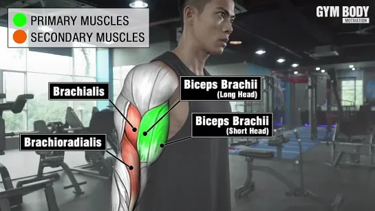 6 Лучших упражнений на бицепс для большего роста - Мотивация тела в тренажерном зале