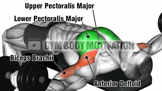 9 Лучших Упражнений Заставляют Грудь и Плечи Быстро расти
