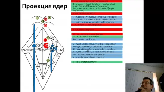 Проекция ядер черепных нервов на дно ромбовидной ямки (проф. В.А. Изранов)