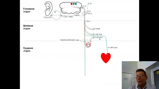 Блуждающий нерв: анимационная схема (проф. В.А. Изранов)