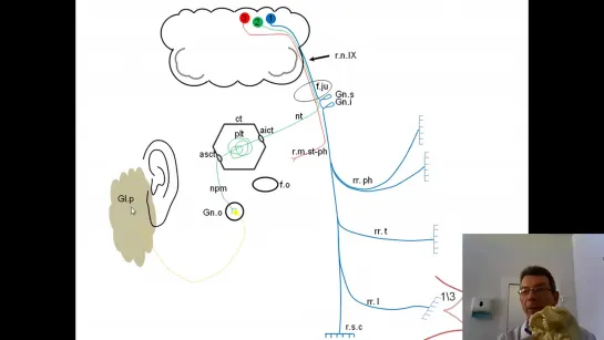 Языкоглоточный нерв. Анимационная схема (проф. В.А. Изранов)