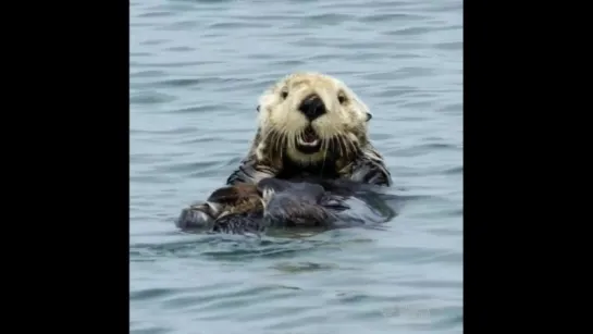 Калан в Monterey Bay Aquarium