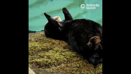 Калан в Monterey Bay Aquarium