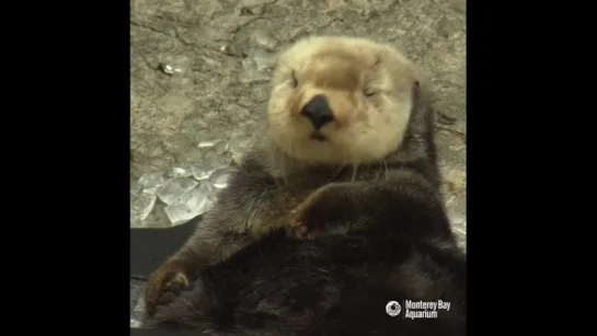 Калан в Monterey Bay Aquarium