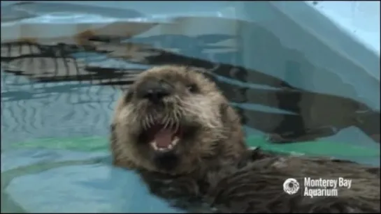 Калан в Monterey Bay Aquarium