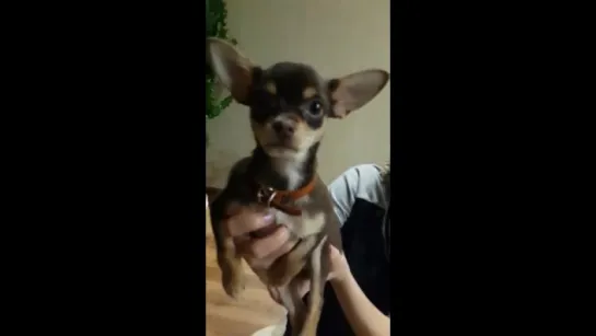 Oliver the Chihuahua's Happy Birthday congrats