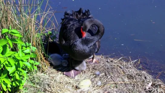 BLACK SWAN ♥ NESTING