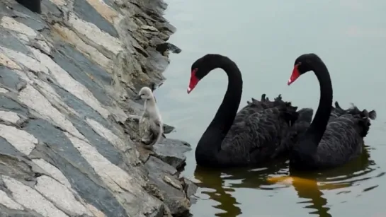 Baby Black Swan