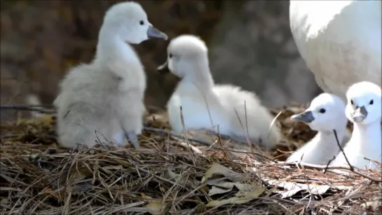 Baby swans taking their first walk