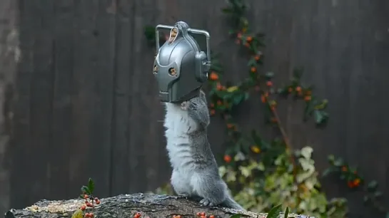 Cyber Squirrel is new Doctor Who alien. Be FURRY afraid!!