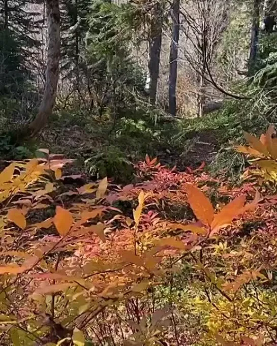 Видео от МОЙ КРАСНОДАР