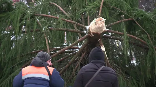 Ель на Соборной пала не от COVID-19