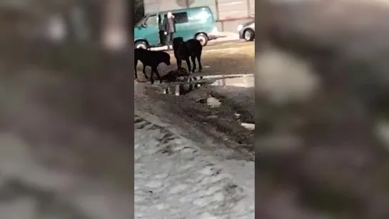 ВИДЕО. Две собаки держат в страхе Малые Колпаны: жители обратились в полицию