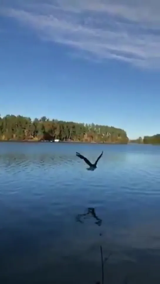 Свобода 🦅🦅