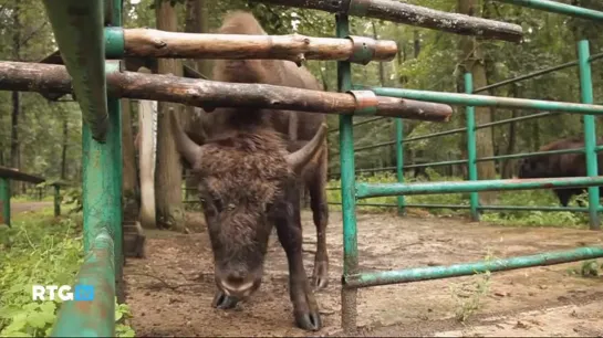 Зубр. Возвращение в дикую природу