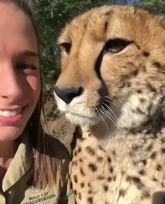 🐆