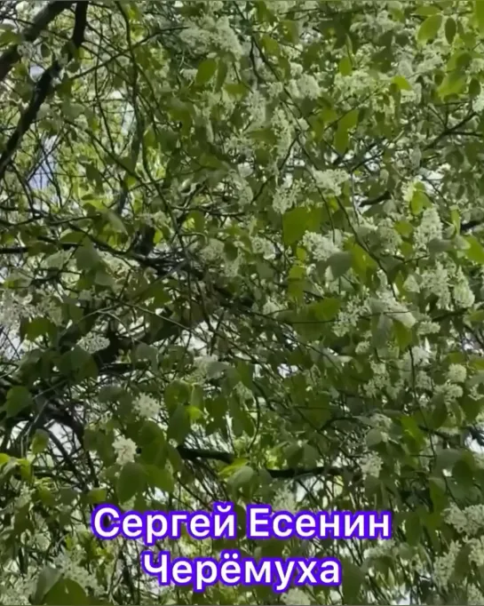 Сергей Есенин ~ Черёмуха