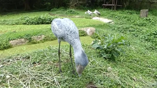 A humble chat with a Shoebill.  (Balaeniceps rex).mp4