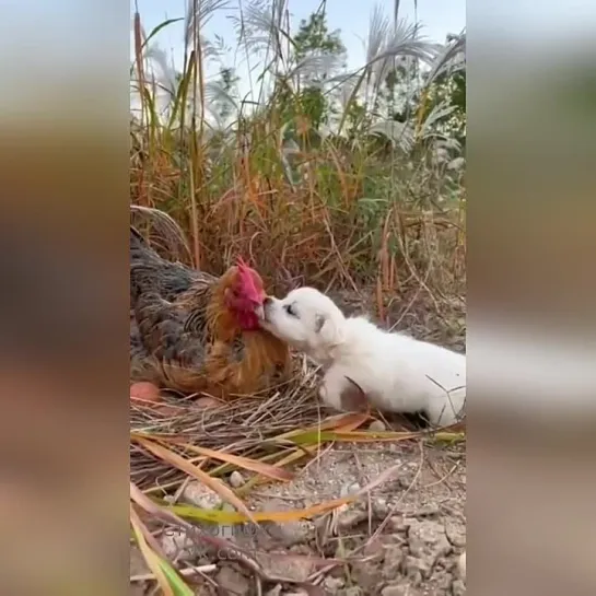 Видео от Живая планета