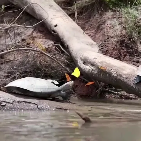 Бабочки пьют слёзы черепахи!