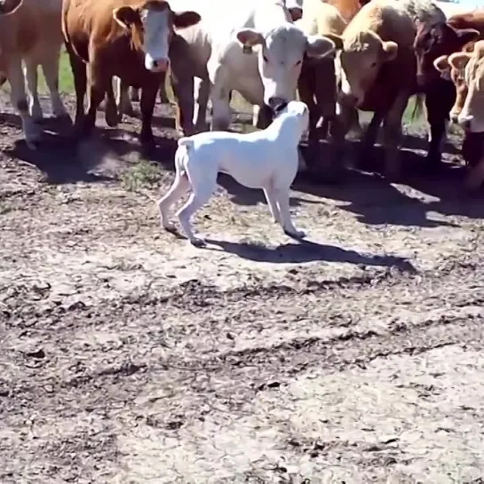 Видео от Микромир