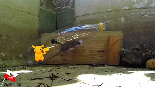 Как сделать ловушку для покемонов за 1 минуту из пластиковой бутылки/Plastic bottle pokemon trap