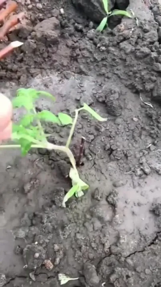 Видео от Дачные будни