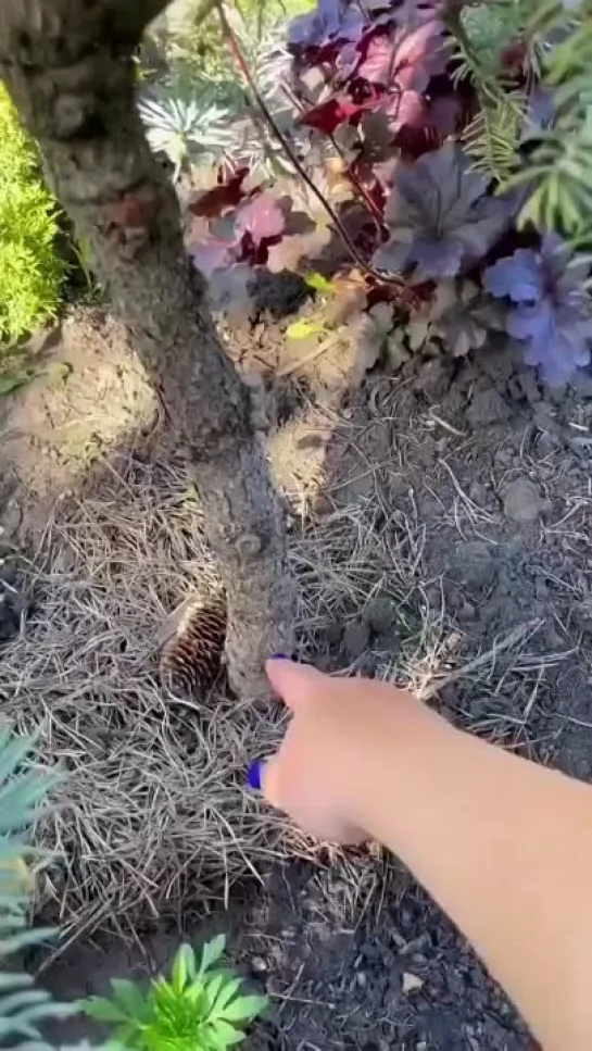 Видео от Дачные будни