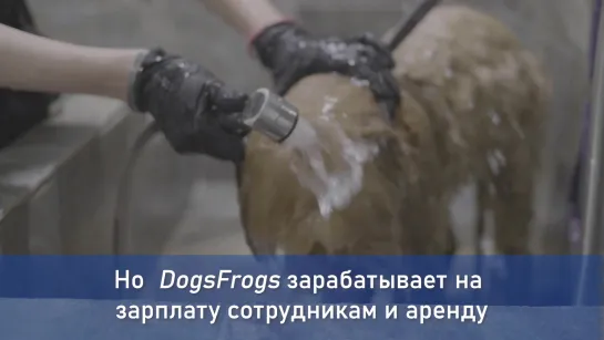 Салон DogsFrogs