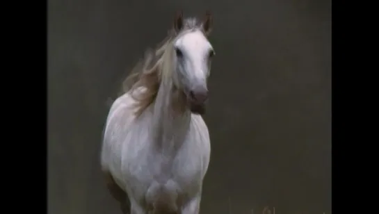 Принцесса: Легенда белой лошади (ТВ) The Princess Stallion. 1997/