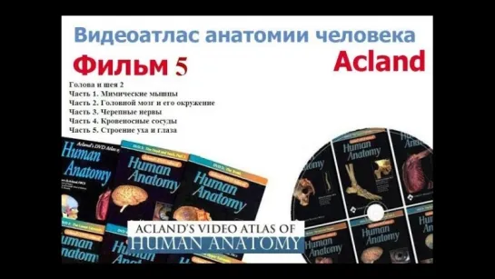 Фильм 5 целиком Анатомия головы и шеи 2