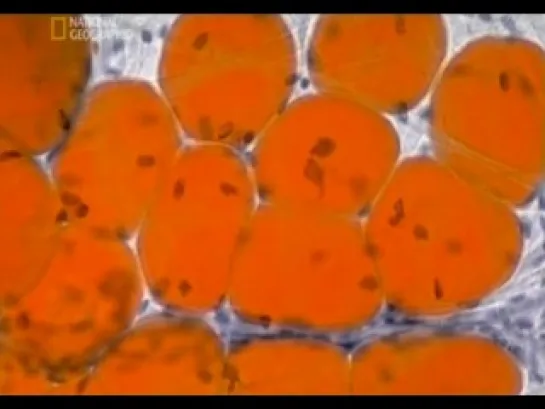 National Geografic: "Невероятное тело человека"