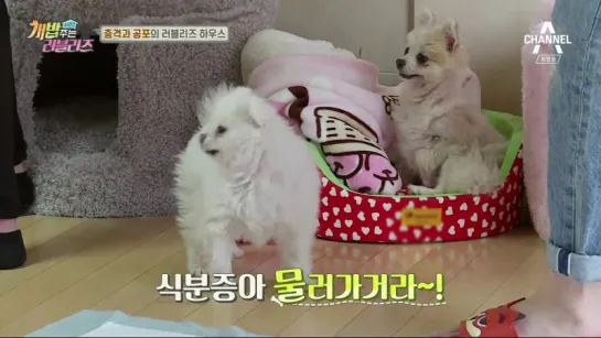 180217 | Lovelyz cut | A Man Who Feeds The Dog 2 EP3