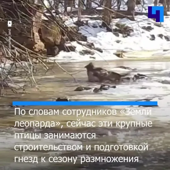 Фотоловушка запечатлела водные процедуры восточного хохлатого орла на «Земле леопарда»