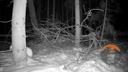 Во Всеволожском районе замечен одинокий заяц в поисках любви